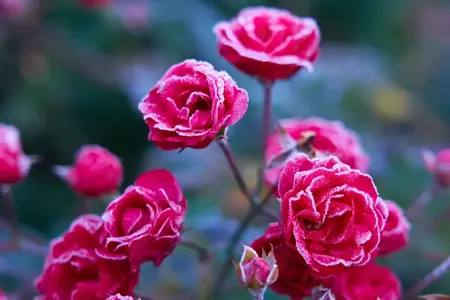 Gros plan de roses rouges de Damas couvertes de givre dans un jardin avec un fond flou