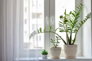 Plante d' intérieur Zamioculcas Zamifolia. Plantes d'intérieur avec des feuilles vertes sur une fenêtre.