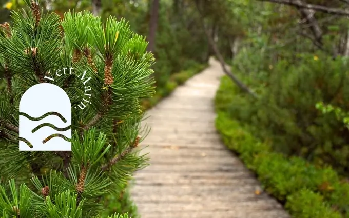 Programme immobilier neuf Vert marin à Moliets-et-Maa