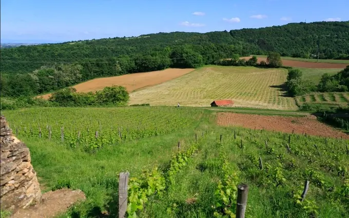 Programme immobilier neuf Les jardins du moulin à Saint-Romain-au-Mont-d'Or