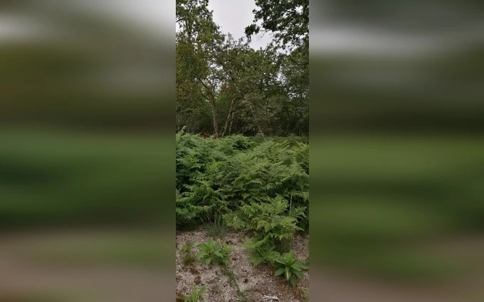 Programme immobilier neuf Terrain à partir de 508m² à saint-aubin-de-médoc à Saint-Aubin-de-Médoc (33160)