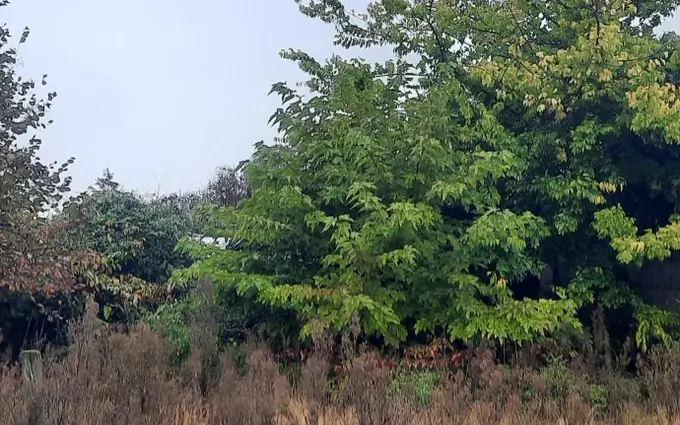 Programme immobilier neuf Terrain à partir de 350m² à bordeaux à Bordeaux (33000)