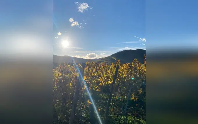 Programme immobilier neuf Le hamo des remparts à Kientzheim (68240)