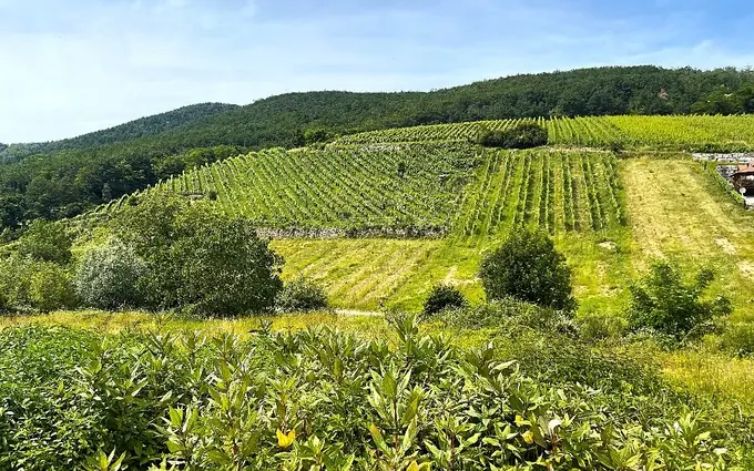 Programme immobilier neuf Le Hamo du Wineck à Ammerschwihr
