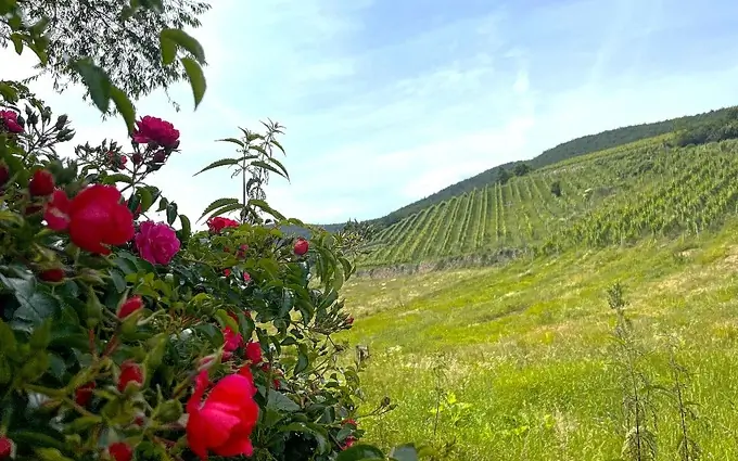 Programme immobilier neuf Le Hamo du Wineck à Katzenthal