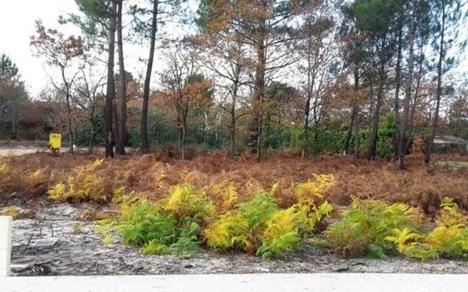 Programme immobilier neuf Terrain à partir de 612m² à saint-magne à Saint-Magne (33125)