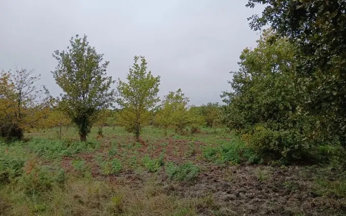 Programme immobilier neuf Terrain à partir de 341m² à sainte-eulalie-en-born à Sainte-Eulalie-en-Born (40200)