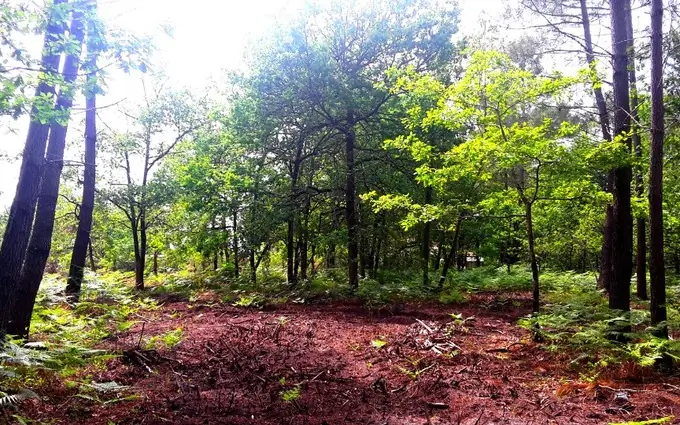 Programme immobilier neuf Terrain à partir de 485m² à sanguinet