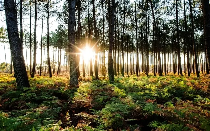 Programme immobilier neuf Bleu du sud - villas - t2 à Soustons