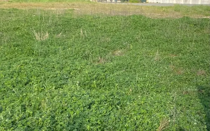 Programme immobilier neuf Terrain à partir de 430m² à Le Taillan-Médoc à Le Taillan-Médoc (33320)